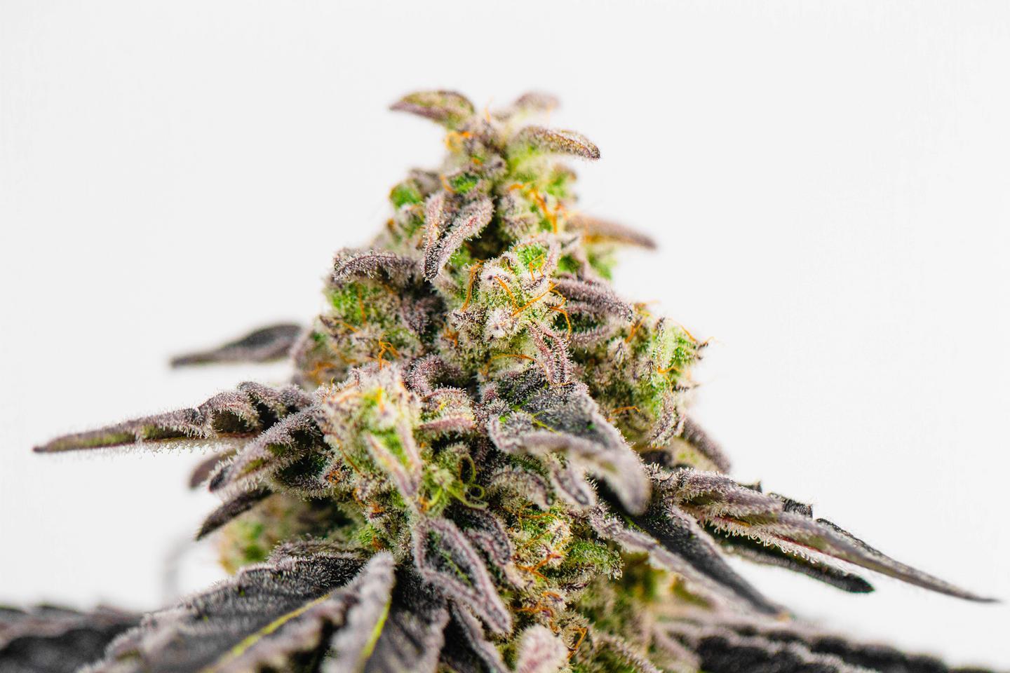 ocimene strain